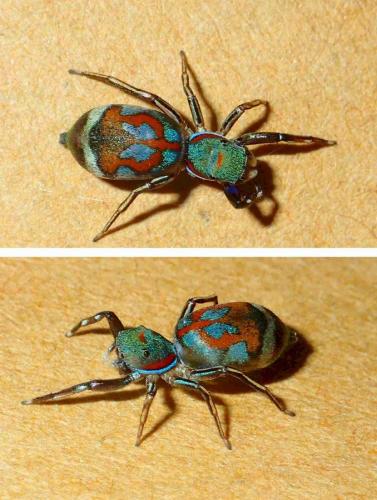 Réf. 232 784 : Siler semiglaucus